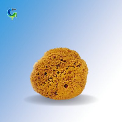 Immagine di Spugna marina